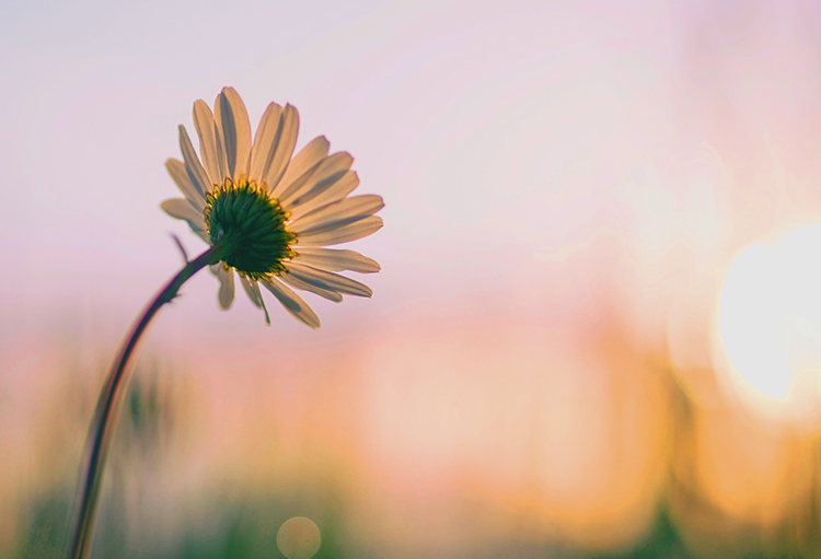 A daisy in the sunshine | Be your Best Self with Hypnotherapy